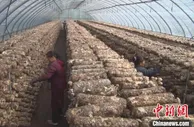 “小香菇”成就大产业   山区县撑起乡村振兴“致富伞”