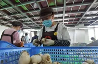 兰州建乡村就业工厂：就近务工探解农村家庭“留守”难题