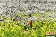 赵州桥畔“古城新说”：全域旅游视角下的千年古县