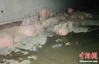 洪灾后猪肉、蔬菜、粮食会涨价吗？回应来了