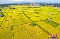 稳中加固稳中向好！上半年农业农村经济运行情况介绍