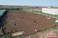 探寻苦甲之地的“致富密码”——看海原人如何发“牛财”
