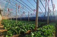 晋北“明星村”的共富路：果蔬销全国 “善治”铸乡魂