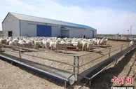 内蒙古草原上的“网红”牧羊人：让流量变销量