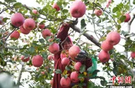 地道“甘味”闯市场：甘肃“致富果”惊艳羊城获金奖