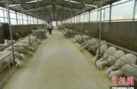 甘肃东乡养羊人：“老把式”重操旧业 官方定调“百亿级”产业