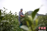 千年贡茶“平水日铸”年产值 4.22亿元 最贵每公斤10000元