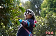 云南普洱茶春茶陆续开采 量价齐升行情火热