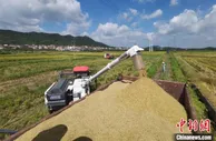 大湾区生态核心区广州从化夏粮迎丰收 料产3.17万吨