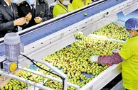 地理标志产品大步走出去