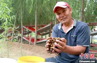 河北邯郸农民“种”金蝉 带领村民走上致富路