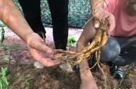 一株人参的东西部协作故事：从北到南勇闯共富路