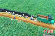 “中国菠萝之乡”广东徐闻每天销3000多吨菠萝 15万果农乐了