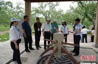 山西稷山：湿地荷花绽放 古枣树群罕见
