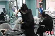 宠物经济火热：“排队”美容 春节假期寄养