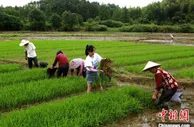 安徽黄山新农人开辟新型公益田园
