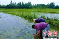 【大国“粮”策】安徽肥西：“三夏”农忙正当时