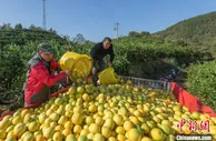 浙江衢州富民果“常山胡柚”迎丰收 总产量约12万吨