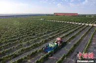 宁夏贺兰山东麓葡萄酒产业产值2025年将突破1000亿元