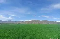 北大荒集团与西藏“牵手”种植优质“高原青稞”