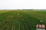 广州增城打造特色农产品品牌 成大湾区“菜篮子”