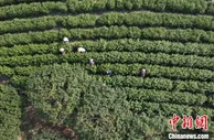 小小茶叶变身致富金叶 浙江慈城古茶园飘来第一缕茶香