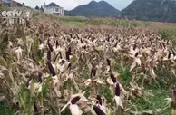 云南富源：黑玉米喜获丰收 延长产业链促增收