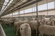 甘肃肉羊存栏量升至全国第三：提质增效“造船出海”