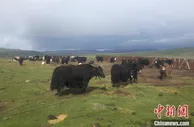 一方水土一方人，藏北牧民就业有特色