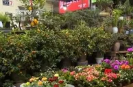 开年看消费 | 四川泸州：年味渐浓 年宵花市场迎来消费旺季