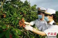 海关助广西灵山荔枝抢“鲜”出口实现零突破