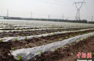 山西长子：打造千亩蔬菜产业示范带 绘就乡村振兴“绿色画卷”