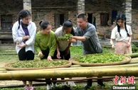 小小茶叶托起广东肇庆山区的振兴之梦