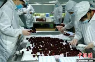 历经4800公里 浙江金华兰溪鲜杨梅进入新疆阿克苏市场