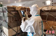 1123头丹麦种猪搭乘包机抵蓉