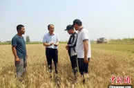 【大国“粮”策】河北南皮3000亩彩麦丰收 “高颜值”彩麦受青睐
