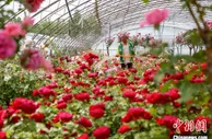 北京月季文化节即将开幕 11大展区文娱活动精彩纷呈
