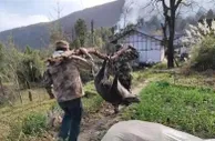 2万头野猪成灾 四川通江专业猎捕艰难起步