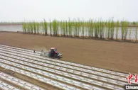 新疆巴州300余万亩棉花春播忙
