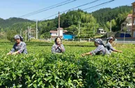 【网络媒体革命老区行】湖南桂东茶韵飘香 绿色崛起助力振兴