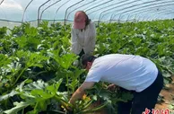 山西长子：科技促农稳增收 蔬菜大棚“种出”致富梦