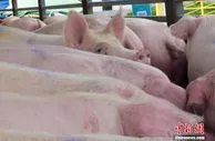 生猪跌到6元一斤，中央收储又来，会不跌了？