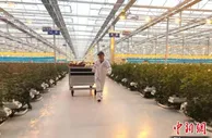 “花儿之乡”甘肃临夏育“鲜花港”：撂荒地变“智能田”