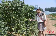 “地里刨食”变“土里掘金”：美丽乡村醉了游人富了农家