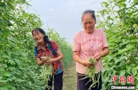 湖南南县零碎高地探索菜菜轮作结“金豆”