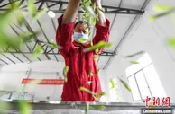 贺龙故里白茶飘香 一片茶叶带富一方乡亲