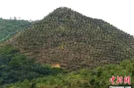 荒山结出“致富果” 广东260万亩油茶林迎丰收