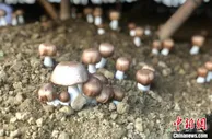 走进百色：足不出户就能依托信息致富