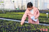 油橄榄“缘定”甘肃陇南  “上天入地”冀育“当家品种”