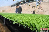 甘肃甘州戈壁“菜篮子”频拓海外市场 冀打造农业产业集群